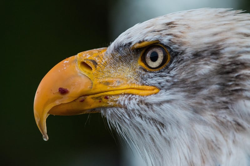 Eagle in the wild